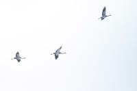 Grus grus