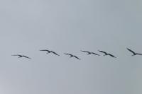 Grus grus