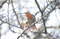 Erithacus rubecula