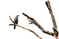Sturnus vulgaris