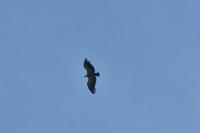 Gyps fulvus