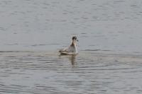 Phalaropus fulicarius