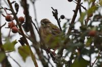 Emberiza schoeniclus