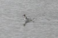 Phalaropus fulicarius