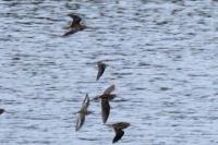 Calidris minuta