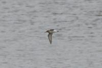 Calidris minuta