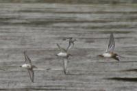 Calidris minuta