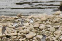 Calidris minuta