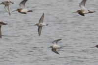Calidris alpina