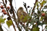 Emberiza schoeniclus