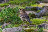 Fringilla coelebs