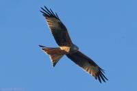Milvus milvus