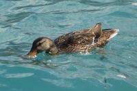 Anas platyrhynchos