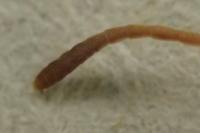 Myrmeleotettix maculatus