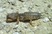 Gryllotalpa