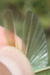 Paracinema tricolor bisignata