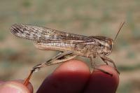 Locusta migratoria migratoria
