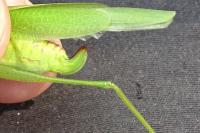 Phaneroptera nana