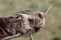 Locusta cinerascens