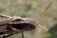 Locusta cinerascens