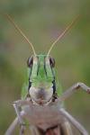 Locusta migratoria gallica