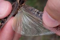 Locusta migratoria gallica