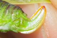 Phaneroptera falcata