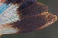 Oedipoda coerulea