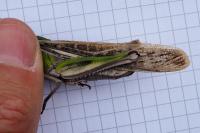 Locusta migratoria