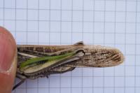 Locusta migratoria