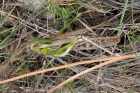 Locusta migratoria