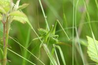 Tettigonia viridissima