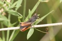 Omocestus rufipes