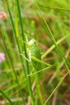 Tettigonia viridissima