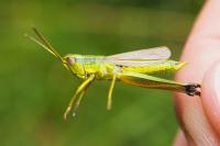 Chrysochraon dispar