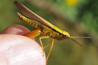 Mecostethus parapleurus