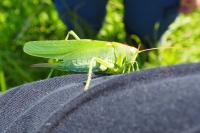 Tettigonia viridissima