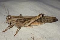 Locusta migratoria