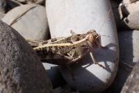 Calliptaminae