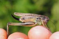 Platycleis albopunctata albopunctata