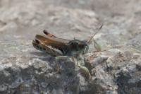 Gomphocerus sibiricus
