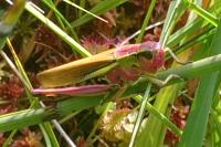 Locustinae