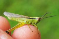 Mecostethus parapleurus