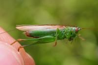 Conocephalus fuscus