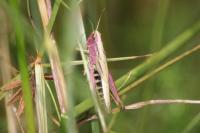 Pseudochorthippus parallelus
