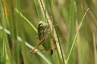 Tettigoniinae