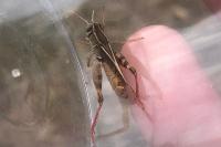 Calliptaminae