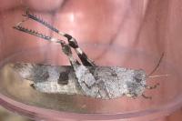 Locustinae