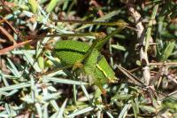 Barbitistes serricauda
