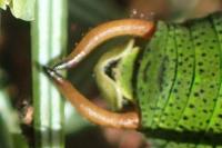 Barbitistes serricauda